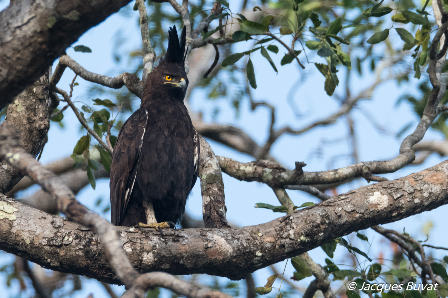 Aigle Huppard adulte (Long-crested Eagle, Lophaetus Occipitalis) perché sur un grand Caïlcedrat , Réserve de Fathala, Sénégal.